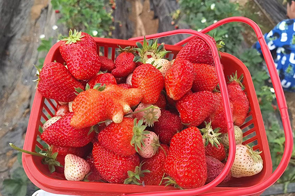 Η διασκέδαση της Qingdao Star Machine στα Fields Strawberry